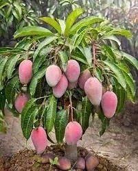 BN7 Mango (BN7 કેરી)